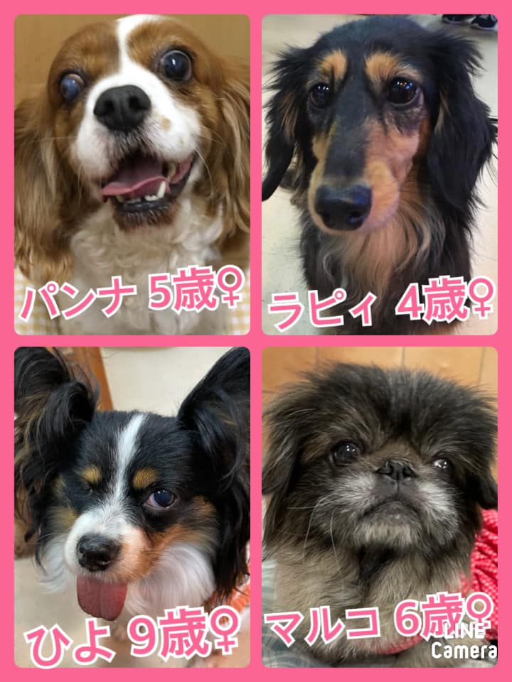 🐾今日の里親様募集中ワンコ🐶メンバーです🐾2021,2,22